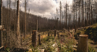 Deforestación en Harz, Alemania. Foto: Unsplash.