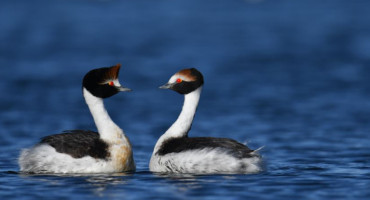 Macá Tobiano, ave en peligro de extinción. Foto: Noticias Ambientales.