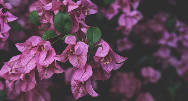 Flores de la planta Santa Rita. Foto: Pexels.