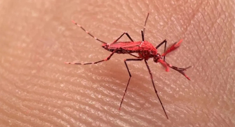 Mosquitos rojos de Mendoza. Foto: archivo.