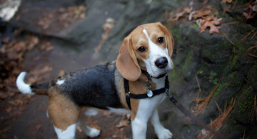 Beagle; perro; mascota. Foto: Unsplash.