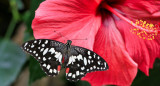 Rosa China o Hibisco. Foto Unsplash