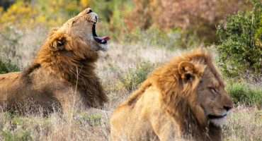 Leones. Foto: Unsplash