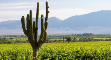 Viñedos en Salta.