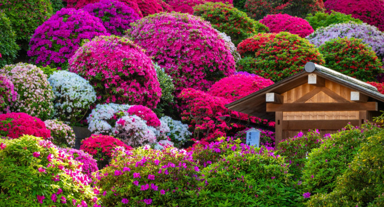 Azalea, flor, planta, abundancia. Foto Unsplash