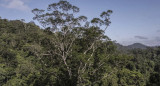 Selva amazónica de Brasil. Foto: EFE.