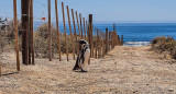 Matanza de pingüinos en Punta Tombo. Foto: Greenpeace.