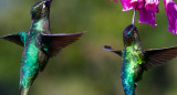 Colibrí. Foto Unsplash