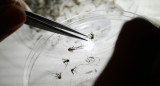 Mosquitos transmisores de dengue. Foto: Noticias Ambientales