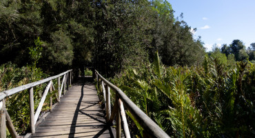 Humedales en Valdivia, Chile. Foto: EFE.