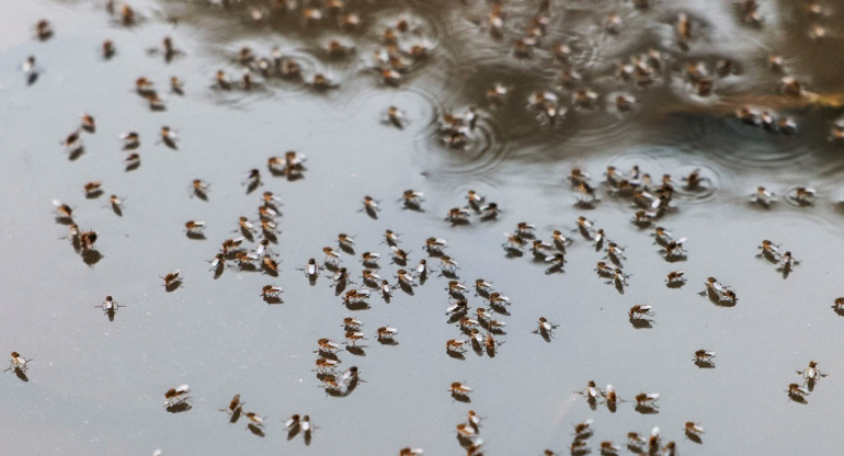 Dengue; mosquito; aedes aegypti. Foto: Reuters.