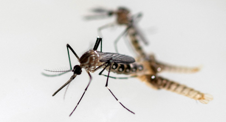 Dengue; mosquito; aedes aegypti. Foto: Reuters.