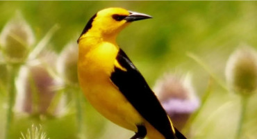 Tordo Amarillo. Foto: Noticias Ambientales.