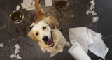 Perro, suciedad, mascota, animales, hogar. Foto Freepik
