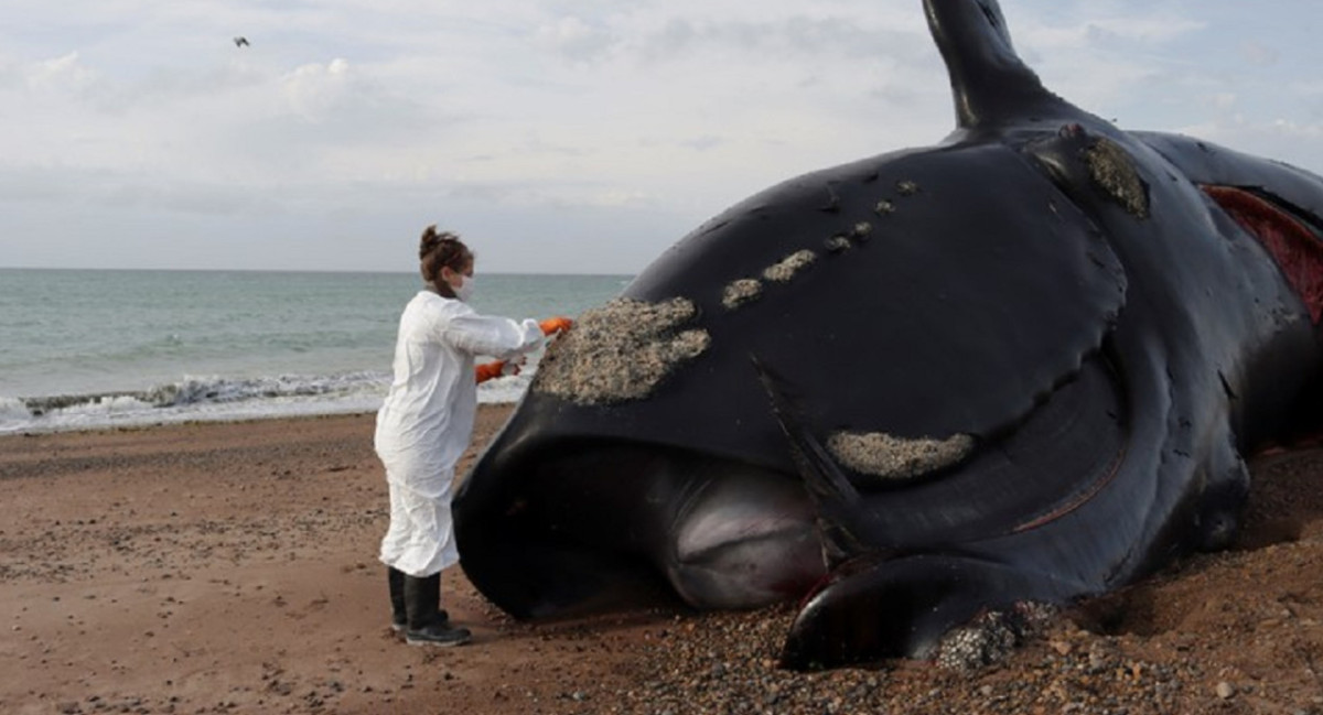 Ballenas muertas en las costas de Península Valdés, en Chubut. Foto: X/PerezzzzJuli