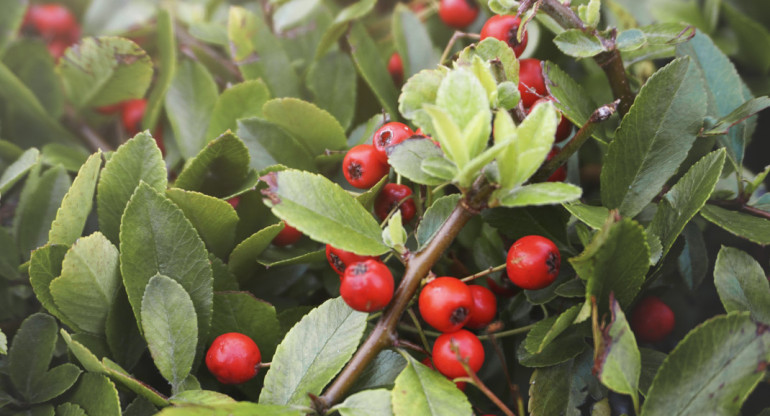 Calafate, fruta. Foto: Freepik.