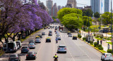 El árbol jacarandá, presente en CABA. Foto: Gobierno de la Ciudad.