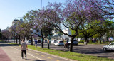 El árbol jacarandá, presente en CABA. Foto: Gobierno de la Ciudad.