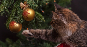 Los gatos y los árboles de navidad. Foto: Pexels.