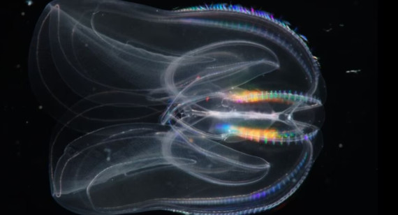 Impresionante descubrimiento sobre las medusas peine. Foto: Noticias Ambientales