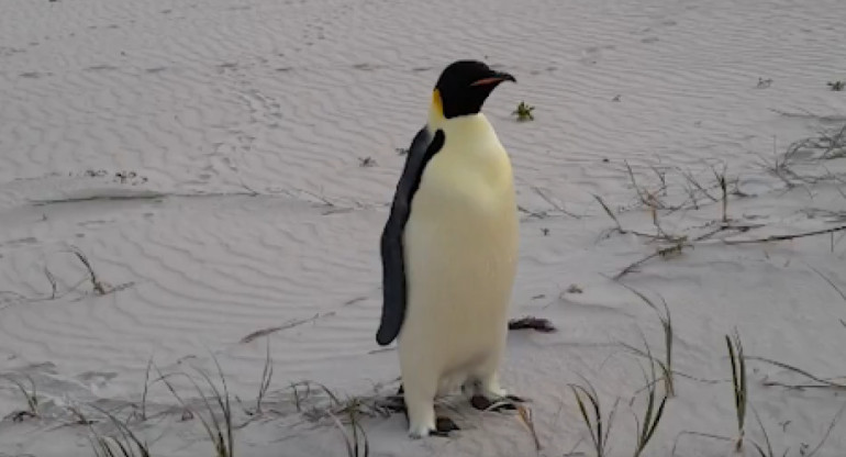 Pingüino Gus. Foto captura X @realSMaster