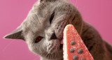 Mascota, gato, helado. Foto: Freepik.