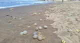 El fenómeno de Mar del Plata que modificó las playas. Foto gentileza Ahora Mar del Plata