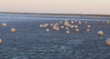 Arribazones en las playas de Mar del Plata. Foto: Argentina.gob.ar