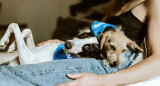 Perros, animales, mascotas. Foto: Unsplash.