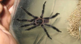 Tarántula descubierta en Cuba. Fuente: Journal of Natural History.