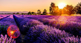 La lavanda tiene grandes beneficios para la salud. Foto: Unsplash.