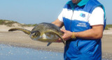 Rescate y liberación de tortuga marina. Fuente: Fundación Mundo Marino
