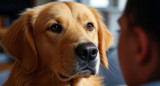 Las razones detrás de la mirada fija de los perros. Foto: Grok.