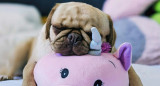 Perros; mascotas. Foto: Unsplash.