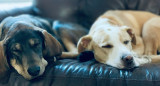 Perros; mascotas. Foto: Unsplash.