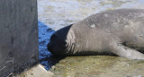 El elefante marino que fue rescatado. Foto: redes sociales.