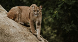 Puma andino. Foto: Unsplash.