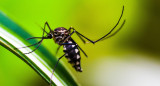 Dengue. Foto: Pixabay