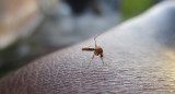 Dengue. Foto: Pixabay