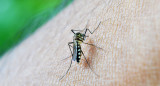 Dengue. Foto: Pixabay