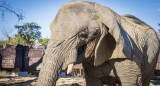 Yoyo, elefanta africana del zoo de Barcelona. Foto: EFE.