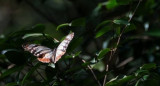 Mariposa tigre castaña que viajó desde Japón a Hong Kong. Fuente: Yuet Fung LING.