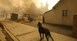 Perro frente al incendio en Los Ángeles. Foto: EFE.