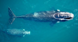 Ballenas. Fuente: Instituto de Conservación de Ballenas (ICB)