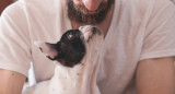 Mascotas, perros. Foto: Pixabay.