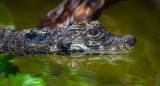 Cocodrilo enano. Foto: Noticias Argentinas.