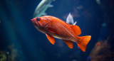 Peces medaka. Fuente: Unsplash