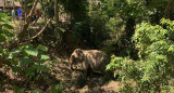 Elefante en Tailandia. Foto: EFE.