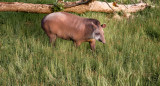 Tapir Sudaméricano. Foto Freepik
