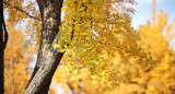 Árbol ginkgo biloba en otoño. Foto: Pixabay.